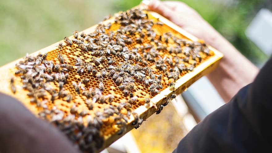 Над 500 доброволци, заедно с техните семейства, ще се превърнат в пчелари за един ден