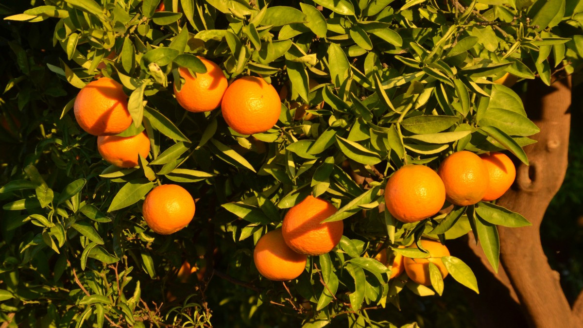 Светът може да остане без портокалов сок: от Бразилия дойде "портокалова криза"