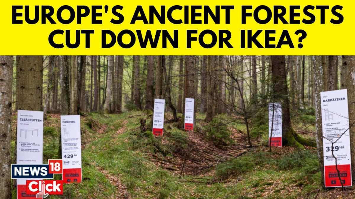 "Грийнпийс" и румънски природозащитници погнаха IKEA