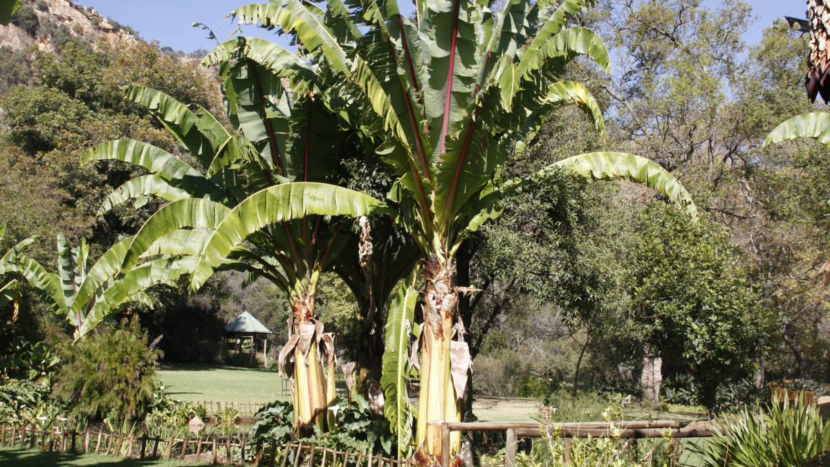 Етиопско бананово дърво може да се окаже храната на бъдещето
