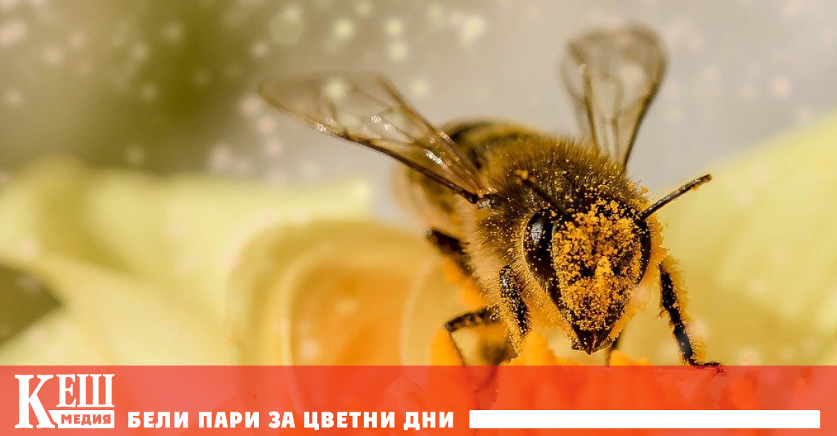 От Сдружение Български свободни пчелари сигнализираха че финансовата помощ по