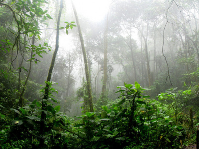 40% от тропическите гори на Амазонка са изложени на риск да се превърнат в савана