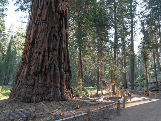 Най-големите и най-стари дървета в света са застрашени от горски пожар