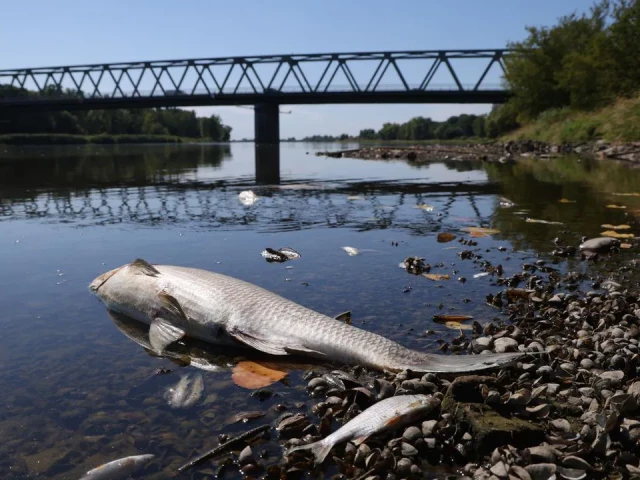 Тежка екологична катастрофа в река Одер