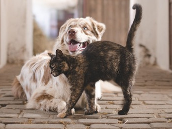 Във Франция   въвеждат задължителни ДНК тестове за домашните кучета