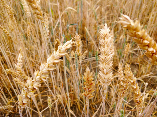 Украйна планира да създаде зърнен хъб в Кения
