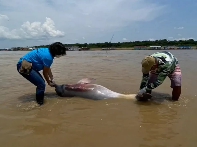Бразилия алармира: Рекордните температури на водата в Амазонка убиват делфините