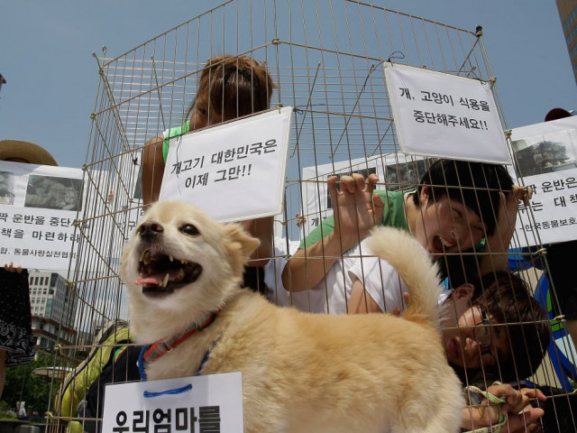 Южна Корея ще забрани със закон консумацията на кучешко месо