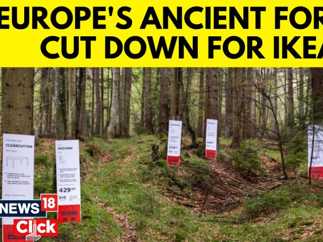"Грийнпийс" и румънски природозащитници погнаха IKEA